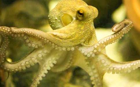 寫日記的章魚先生作文800字