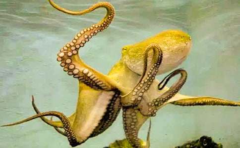 三年級(jí)描寫章魚的作文