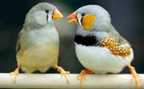 һֻ�����B������ͯԒ����