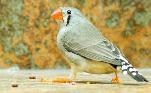 課文《珍珠鳥(niǎo)》的優(yōu)秀教學(xué)設(shè)計(jì)范文