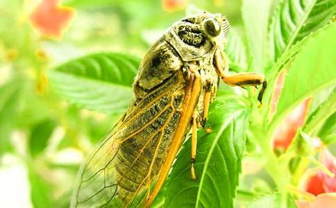 �茑֪�˵�����