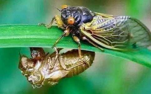 描寫夏天的作文500字:捉知了