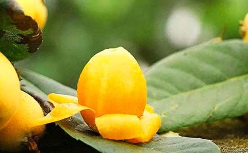 【精】枇杷樹作文