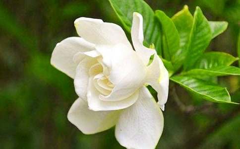 梔子花開(kāi)_優(yōu)秀記敘文700字_初一作文