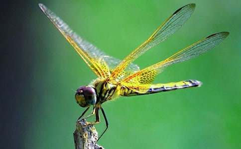 ���ц�ʾ����