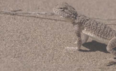 一只沙漠蜥蜴的生活_小學(xué)生作文