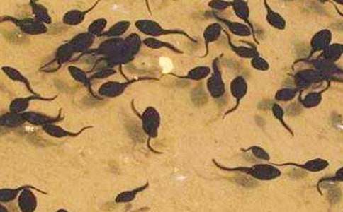 寫(xiě)觀察小蝌蚪作文350字上下