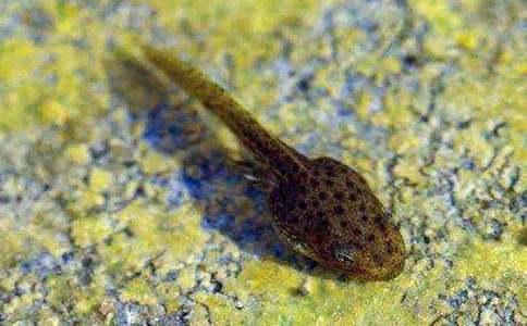 觀察小蝌蚪作文6篇