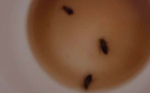 像蟑螂一樣生存作文600字