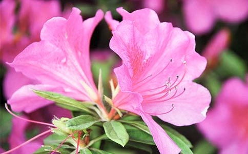 �����x�����N�����ĺϼ�7ƪ