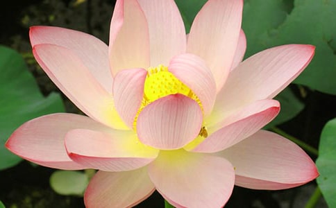 【必備】美麗荷花作文匯編八篇