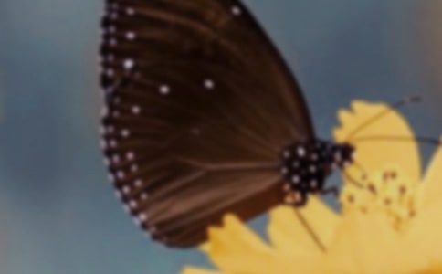 關于捉蝴蝶作文(8篇)